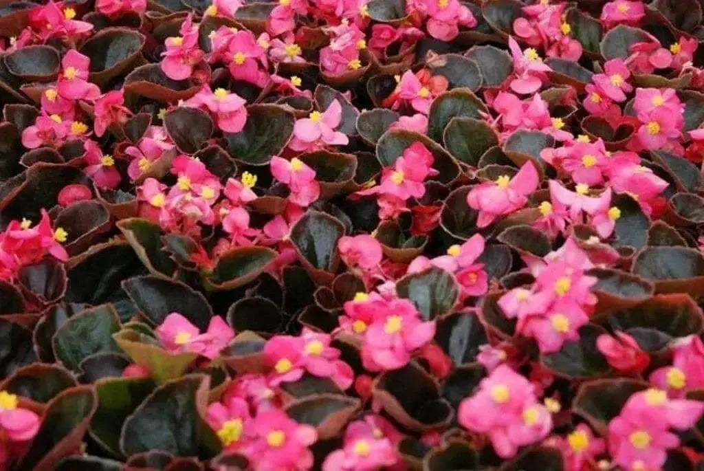 Begonia Seeds (Begonia Semperflorens Mix) Choose Your Color~Rose Pink,White,Red Or Mix Color - Caribbean garden seed