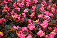 Begonia Seeds (Begonia Semperflorens Mix) Choose Your Color~Rose Pink,White,Red Or Mix Color - Caribbean garden seed