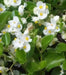 Begonia Seeds (Begonia Semperflorens Mix) Choose Your Color~Rose Pink,White,Red Or Mix Color - Caribbean garden seed