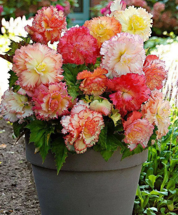 Begonia Samba MIXED ( 3 Bulbs) Fragrant BLOOM - Caribbean garden seed