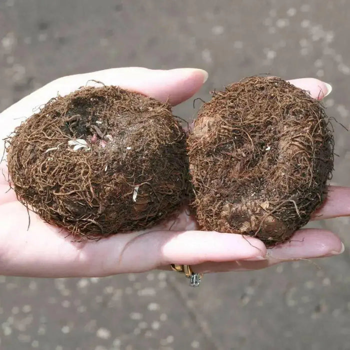 Begonia Samba MIXED ( 3 Bulbs) Fragrant BLOOM - Caribbean garden seed