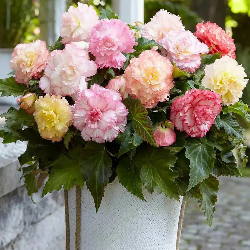 Begonia Samba MIXED ( 3 Bulbs) Fragrant BLOOM - Caribbean garden seed