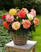 Begonia Samba MIXED ( 3 Bulbs) Fragrant BLOOM - Caribbean garden seed