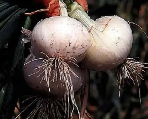 Bermuda white Onion Plants-annual vegetable - Caribbean garden seed