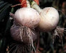 Bermuda white Onion Plants-annual vegetable - Caribbean garden seed