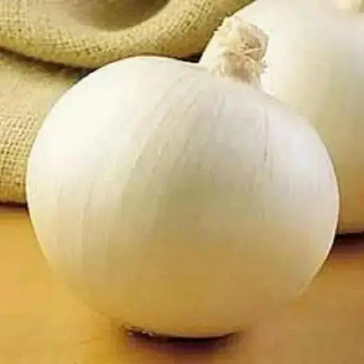 Bermuda white Onion Plants-annual vegetable - Caribbean garden seed