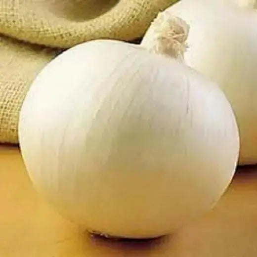 Bermuda white Onion Plants-annual vegetable - Caribbean garden seed