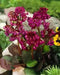 BERGENIA SEEDS-RED- Perennial Flowers ,Winter hardy to zone 3 - Caribbean garden seed