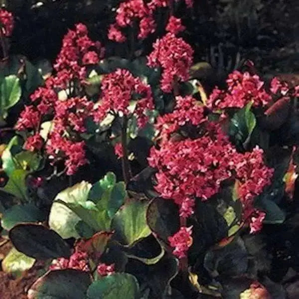BERGENIA SEEDS-RED- Perennial Flowers ,Winter hardy to zone 3 - Caribbean garden seed