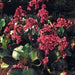 BERGENIA SEEDS-RED- Perennial Flowers ,Winter hardy to zone 3 - Caribbean garden seed