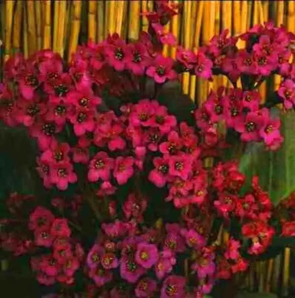 BERGENIA SEEDS-RED- Perennial Flowers ,Winter hardy to zone 3 - Caribbean garden seed