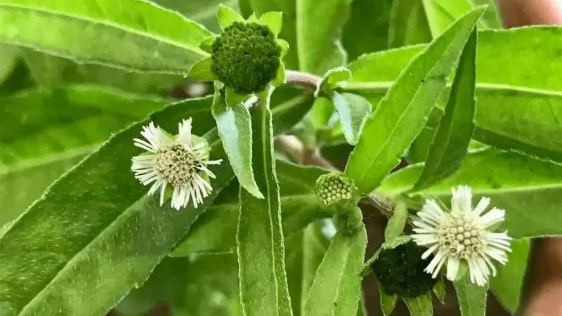Bhringraj PLANT (LIVE Plants ) FALSE Daisy - Caribbean garden seed