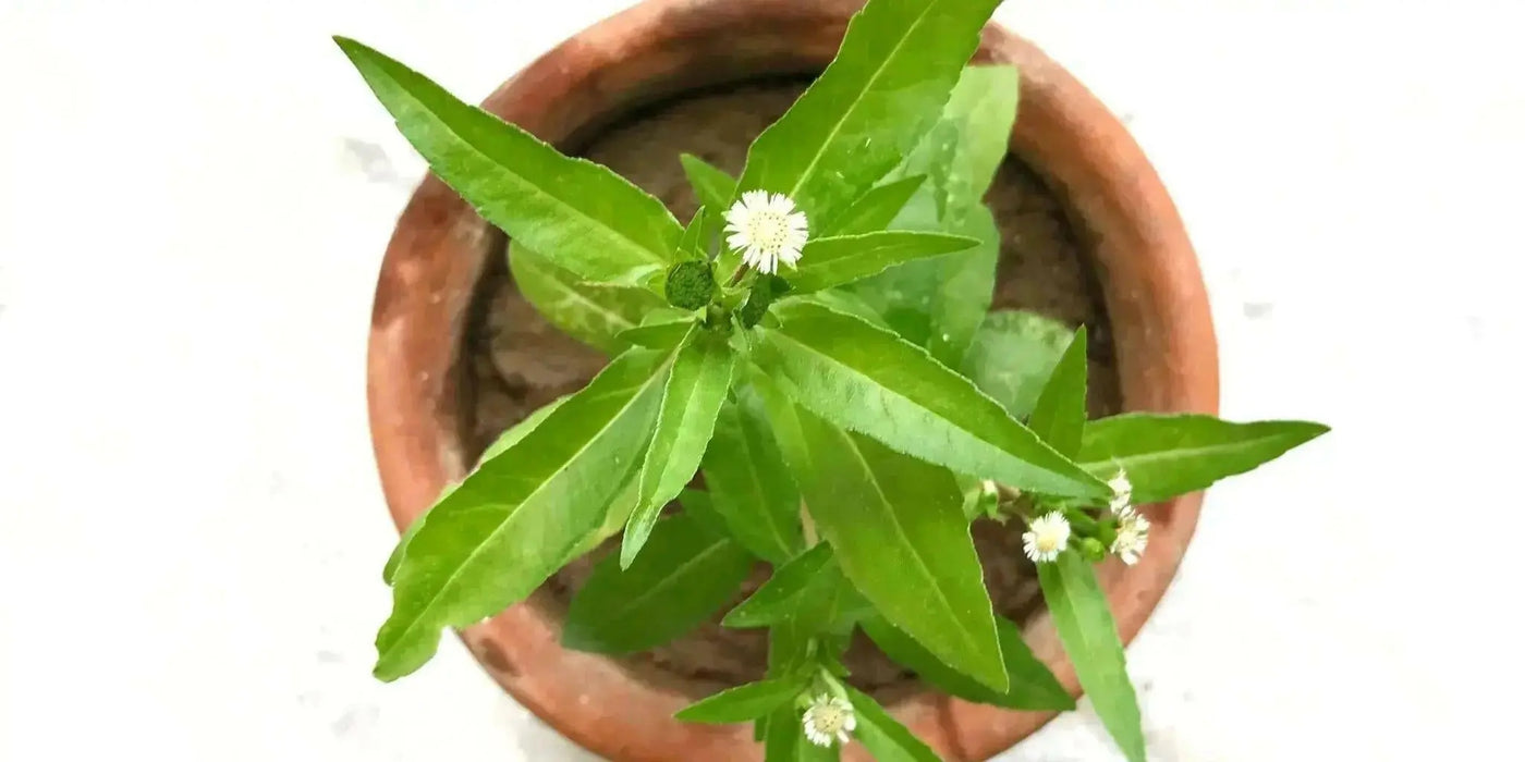 Bhringraj PLANT (LIVE Plants ) FALSE Daisy - Caribbean garden seed