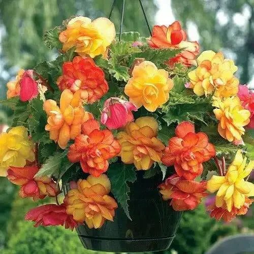 BEGONIA CASCADE ORANGE ( 3 Bulbs) Fragrant BLOOM - Caribbean garden seed