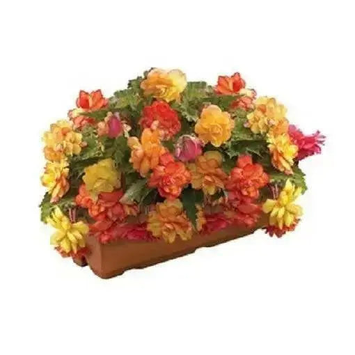 BEGONIA CASCADE ORANGE ( 3 Bulbs) Fragrant BLOOM - Caribbean garden seed