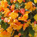 BEGONIA CASCADE ORANGE ( 3 Bulbs) Fragrant BLOOM - Caribbean garden seed