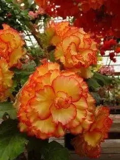 BEGONIA CASCADE ORANGE ( 3 Bulbs) Fragrant BLOOM - Caribbean garden seed