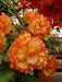 BEGONIA CASCADE ORANGE ( 3 Bulbs) Fragrant BLOOM - Caribbean garden seed