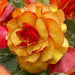 BEGONIA CASCADE ORANGE ( 3 Bulbs) Fragrant BLOOM - Caribbean garden seed