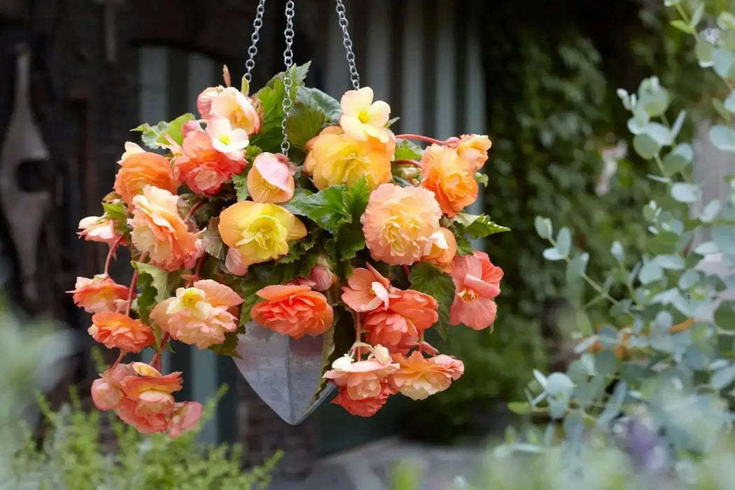 BEGONIA CASCADE ORANGE ( 3 Bulbs) Fragrant BLOOM - Caribbean garden seed