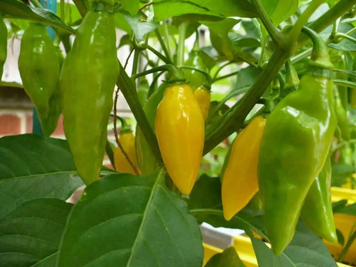 BENI HIGHLANDS Pepper Seeds (OG),Capsicum chinense - Caribbean garden seed