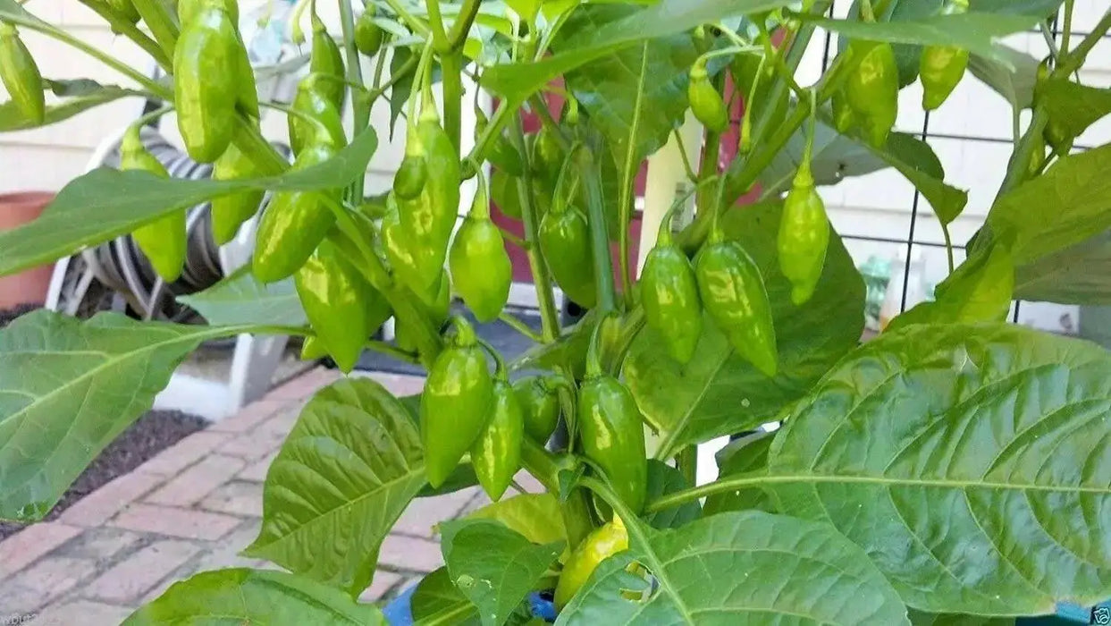 BENI HIGHLANDS Pepper Seeds (OG),Capsicum chinense - Caribbean garden seed