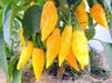 BENI HIGHLANDS Pepper Seeds (OG),Capsicum chinense - Caribbean garden seed