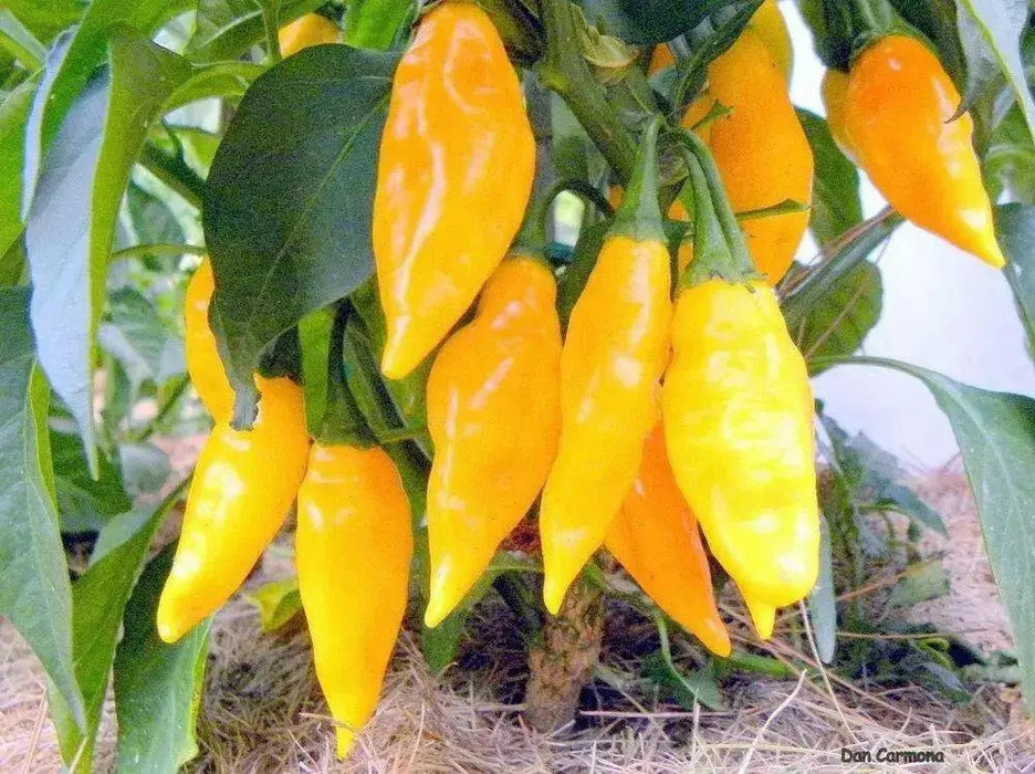 BENI HIGHLANDS Pepper Seeds (OG),Capsicum chinense - Caribbean garden seed