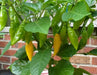 BENI HIGHLANDS Pepper Seeds (OG),Capsicum chinense - Caribbean garden seed
