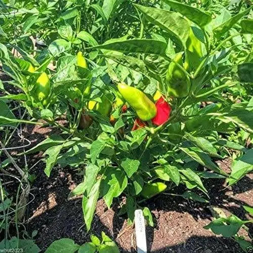 Bermuda Hot Pepper SEEDS, Capsicum Annuum - Caribbean garden seed