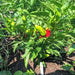 Bermuda Hot Pepper SEEDS, Capsicum Annuum - Caribbean garden seed