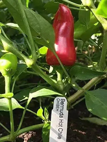 Bermuda Hot Pepper SEEDS, Capsicum Annuum - Caribbean garden seed