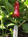 Bermuda Hot Pepper SEEDS, Capsicum Annuum - Caribbean garden seed