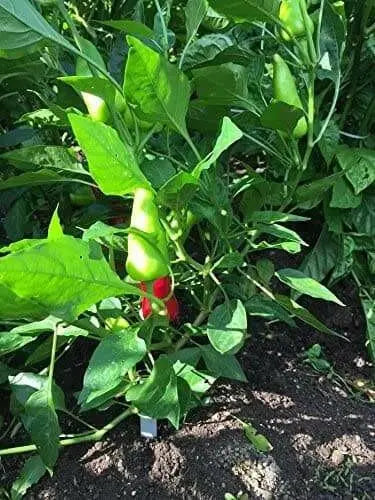 Bermuda Hot Pepper SEEDS, Capsicum Annuum - Caribbean garden seed