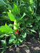 Bermuda Hot Pepper SEEDS, Capsicum Annuum - Caribbean garden seed