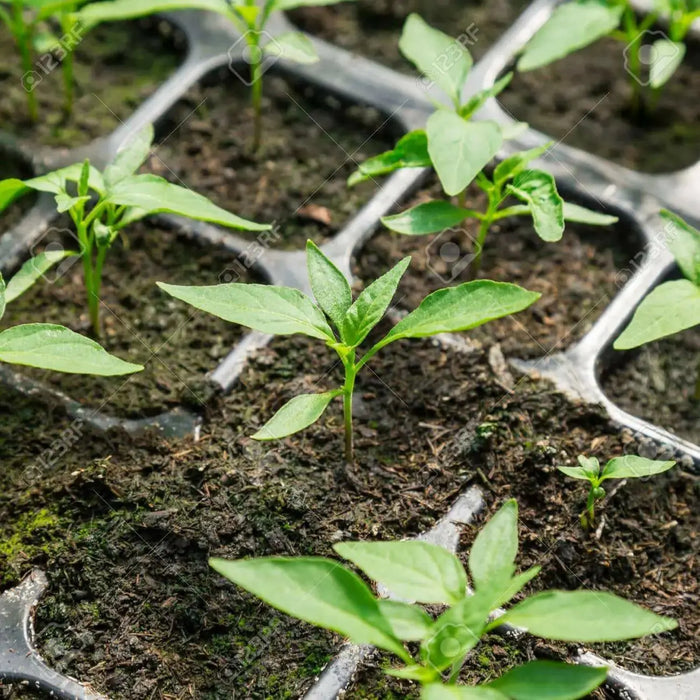 Bermuda Hot Pepper SEEDS, Capsicum Annuum - Caribbean garden seed