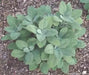 Berggarten Sage, (live starter plant) ORGANIC HERB - Caribbean garden seed