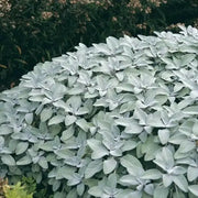Berggarten Sage, (live starter plant) ORGANIC HERB - Caribbean garden seed