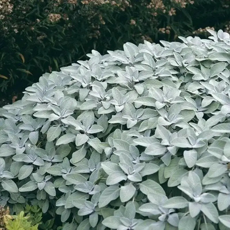 Berggarten Sage, (live starter plant) ORGANIC HERB - Caribbean garden seed