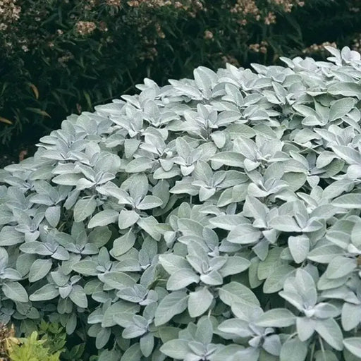 Berggarten Sage, (live starter plant) ORGANIC HERB - Caribbean garden seed