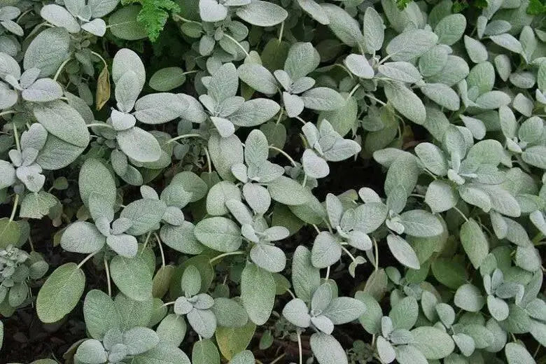 Berggarten Sage, (live starter plant) ORGANIC HERB - Caribbean garden seed