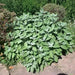 Berggarten Sage, (live starter plant) ORGANIC HERB - Caribbean garden seed