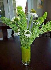 BELLS OF IRELAND , Moluccella laevis, Flowers Seeds - Caribbean garden seed
