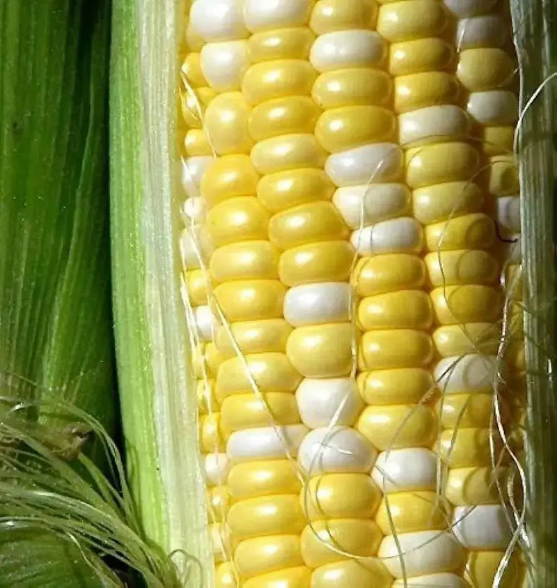 Bi-Color Sweet Corn SEEDS,  Remedy Attribute II - Caribbean garden seed