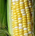 Bi-Color Sweet Corn SEEDS,  Remedy Attribute II - Caribbean garden seed