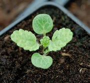 BELLS OF IRELAND , Moluccella laevis, Flowers Seeds - Caribbean garden seed