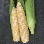 Bi-Color Sweet Corn SEEDS,  Remedy Attribute II - Caribbean garden seed