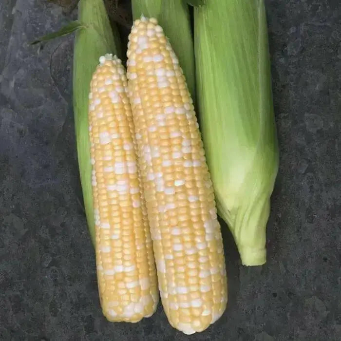 Bi-Color Sweet Corn SEEDS,  Remedy Attribute II - Caribbean garden seed