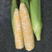 Bi-Color Sweet Corn SEEDS,  Remedy Attribute II - Caribbean garden seed