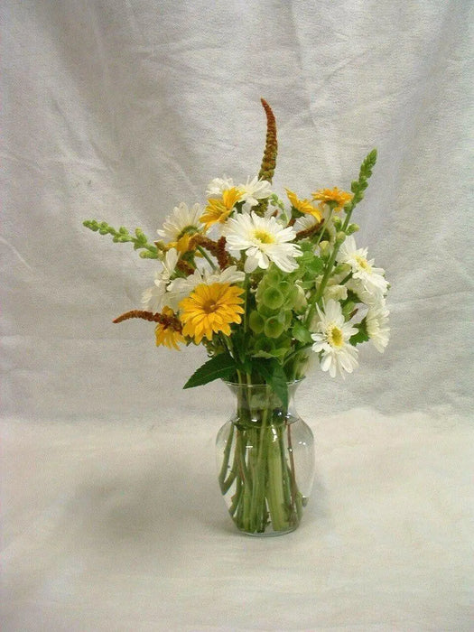 BELLS OF IRELAND , Moluccella laevis, Flowers Seeds - Caribbean garden seed